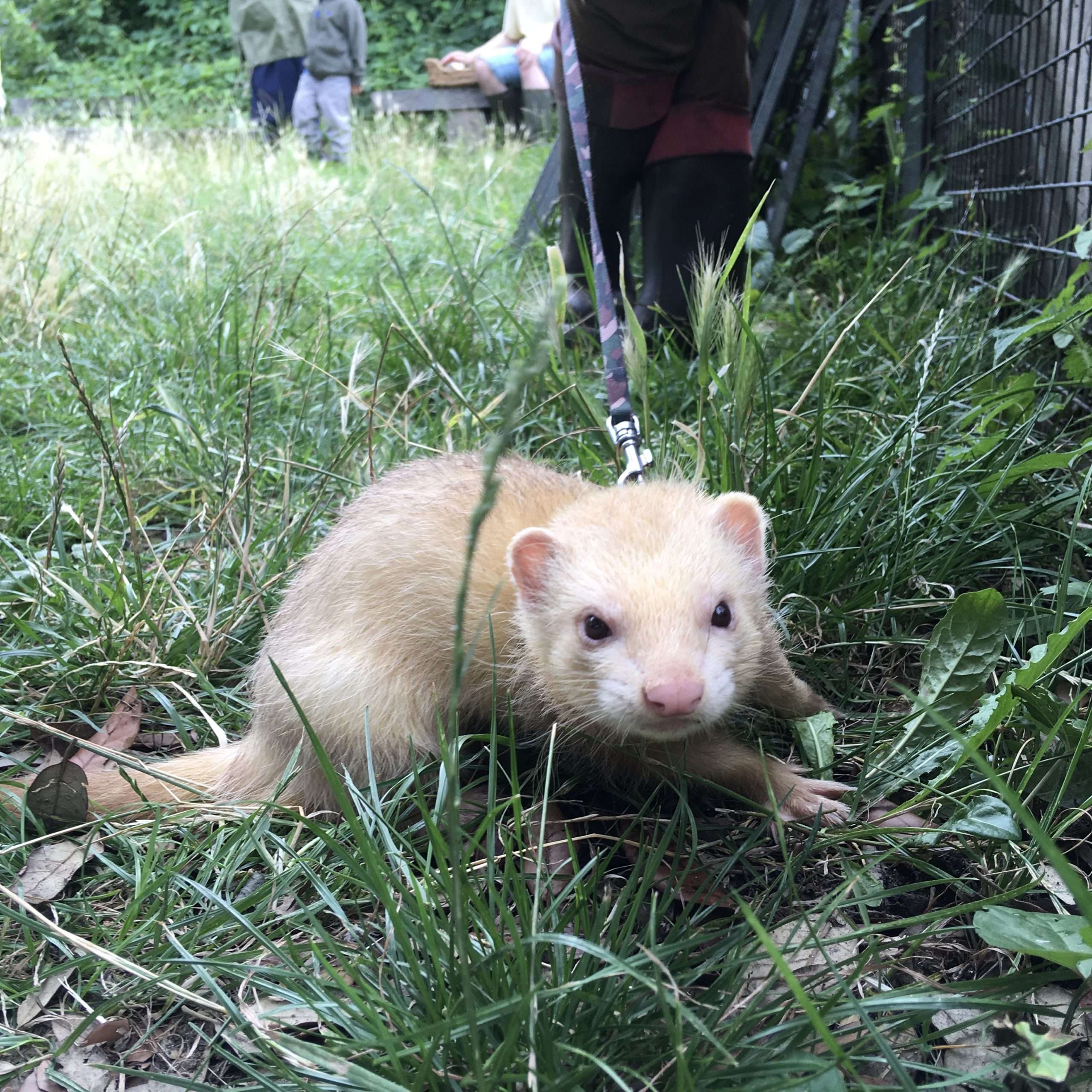 A Surrey Docks Farm ferret