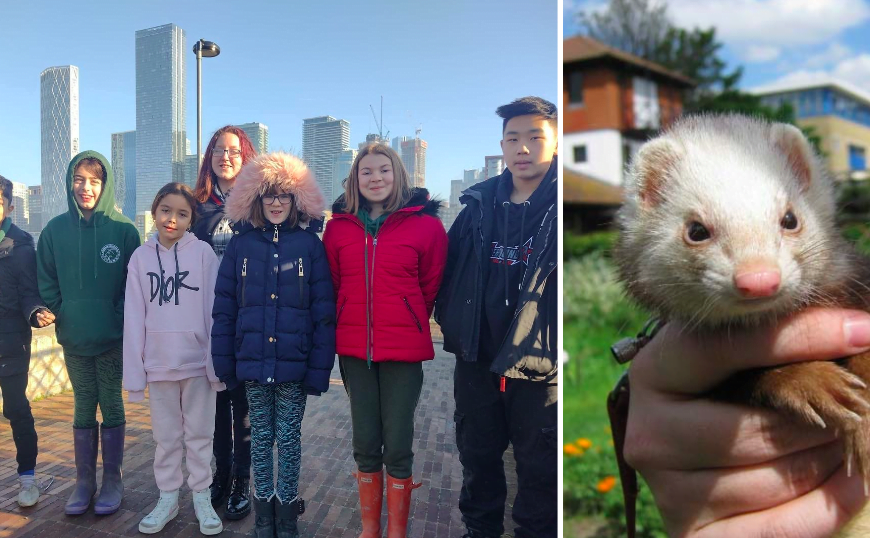 New ferrets incoming at Surrey Docks Farm thanks to young farmers’ fundraiser