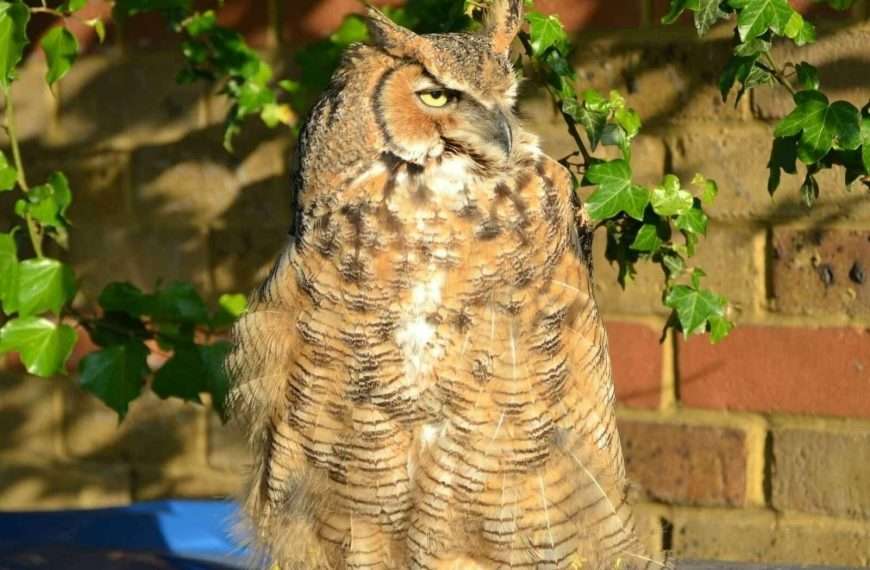 Rare exotic owl is sitting on bins and eating rats in Bermondsey