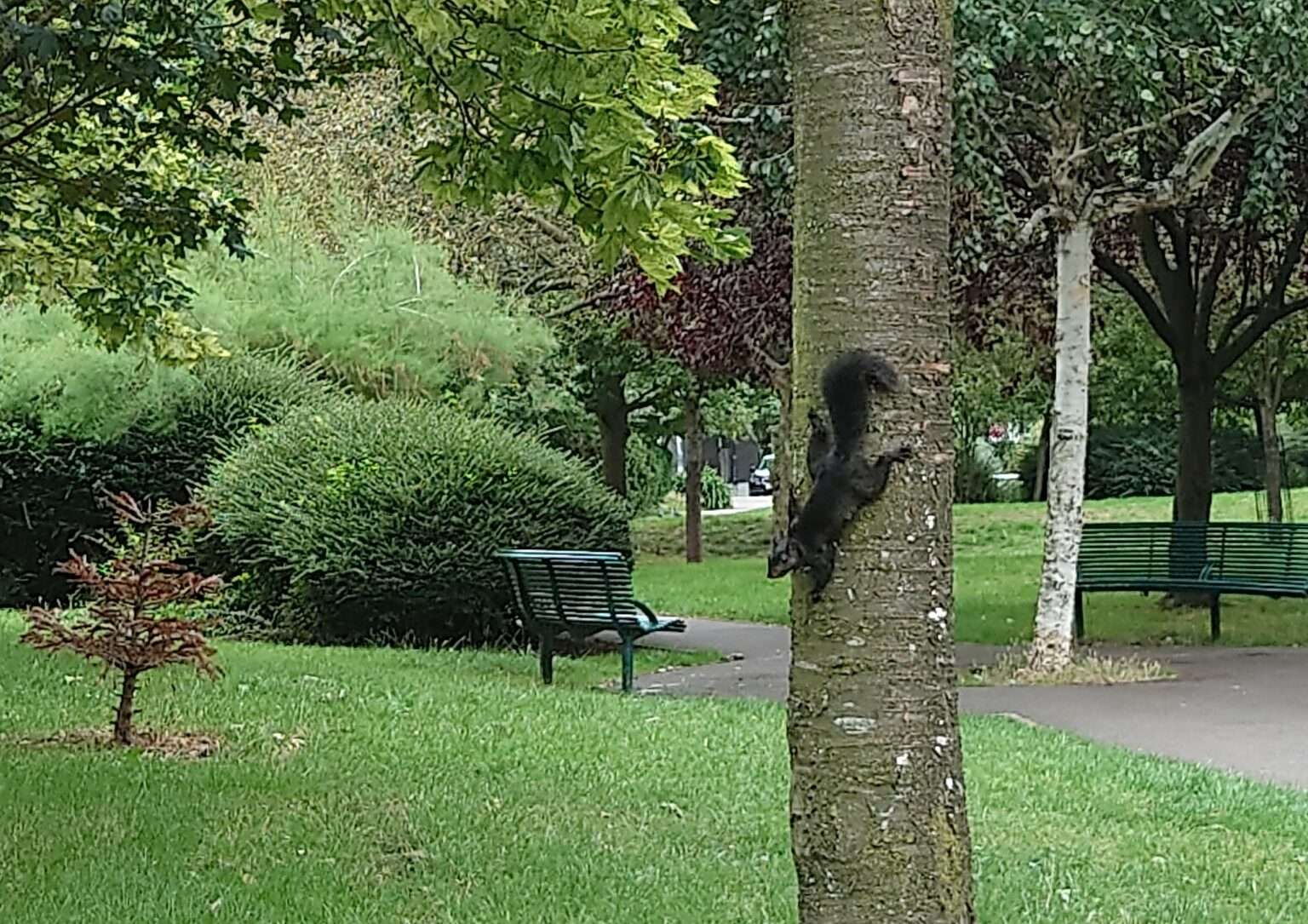 The black squirrel. Credit: Henry Long