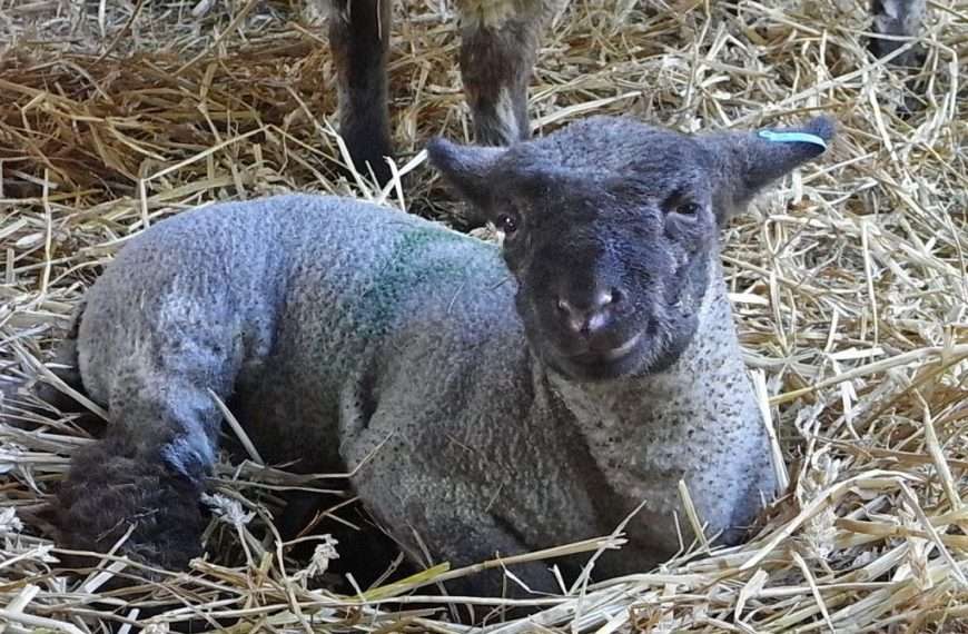 A Day Out! Woodlands Farm in Welling are hosting a Lambing Day on April 23rd
