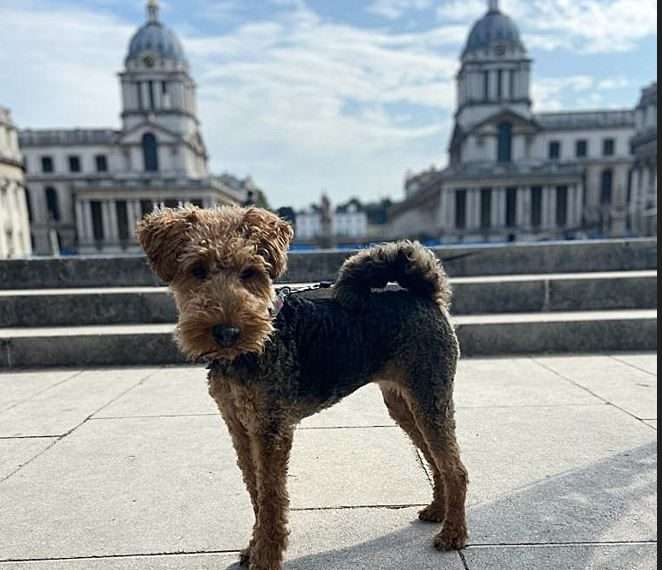 Paw-fect pooches to assemble for inaugural Greenwich Dog Show