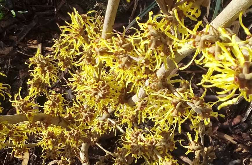 Chills replace Witch Hazels in February