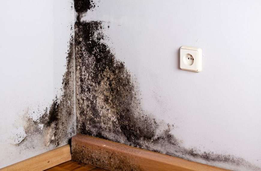 Council awards new £2m contract to accelerate work tackling damp and mould