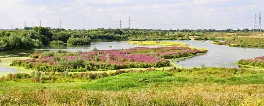 Residents brand new plans for ‘Hyde Park sized’ south London nature reserve ‘huge disappointment’
