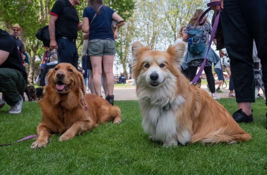 Greenwich Dog Show returns to Old Royal Naval College