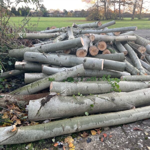 Merton Council to call ‘urgent meeting’ with local football club after concerns they felled trees in ‘ecologically sensitive’ park