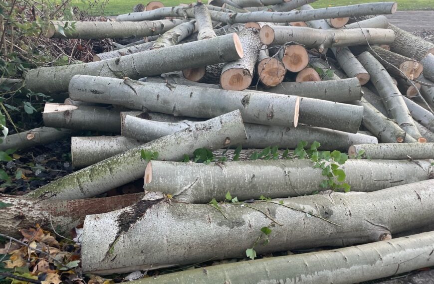 Merton Council to call ‘urgent meeting’ with local football club after concerns they felled trees in ‘ecologically sensitive’ park