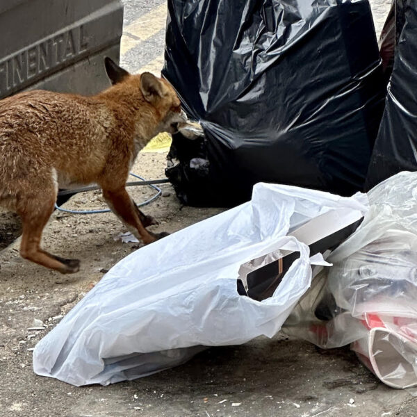 Why are Croydon residents calling for a change to bin collection schedules?