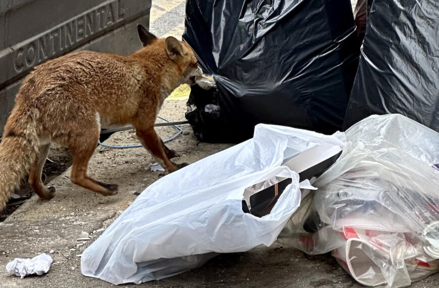 Why are Croydon residents calling for a change to bin collection schedules?