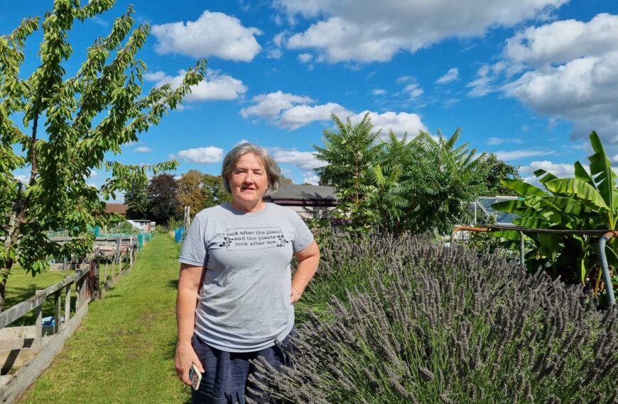 Allotment holders ‘blindsided’ after council cut down four mature apple trees on long-standing plot