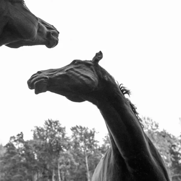 World Premiere of Foal 