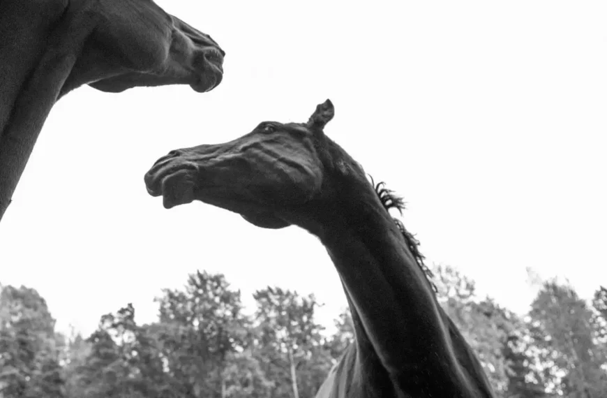 World Premiere of Foal 