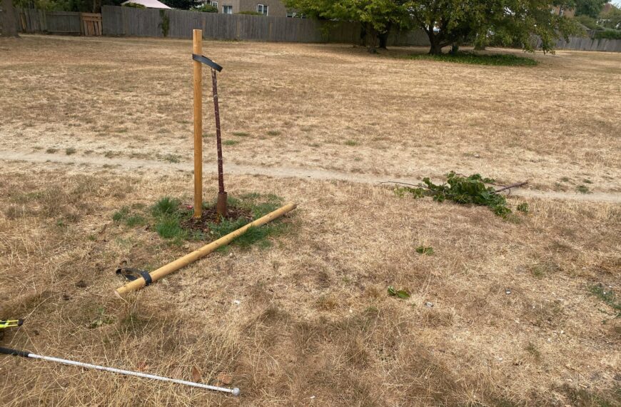 Outrage after vandals destroy beloved guide dog’s memorial tree