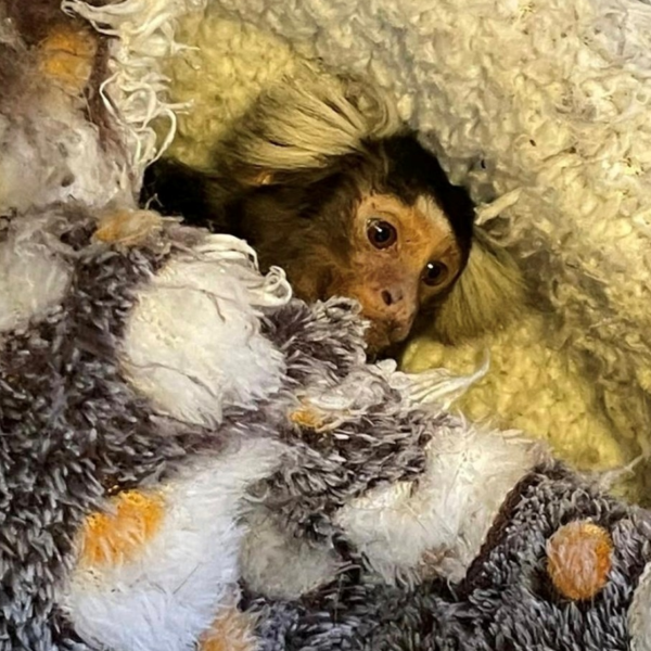 Monkey rescued from poor living conditions in Greenwich