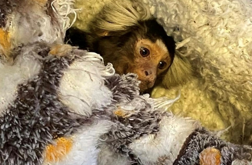 Monkey rescued from poor living conditions in Greenwich